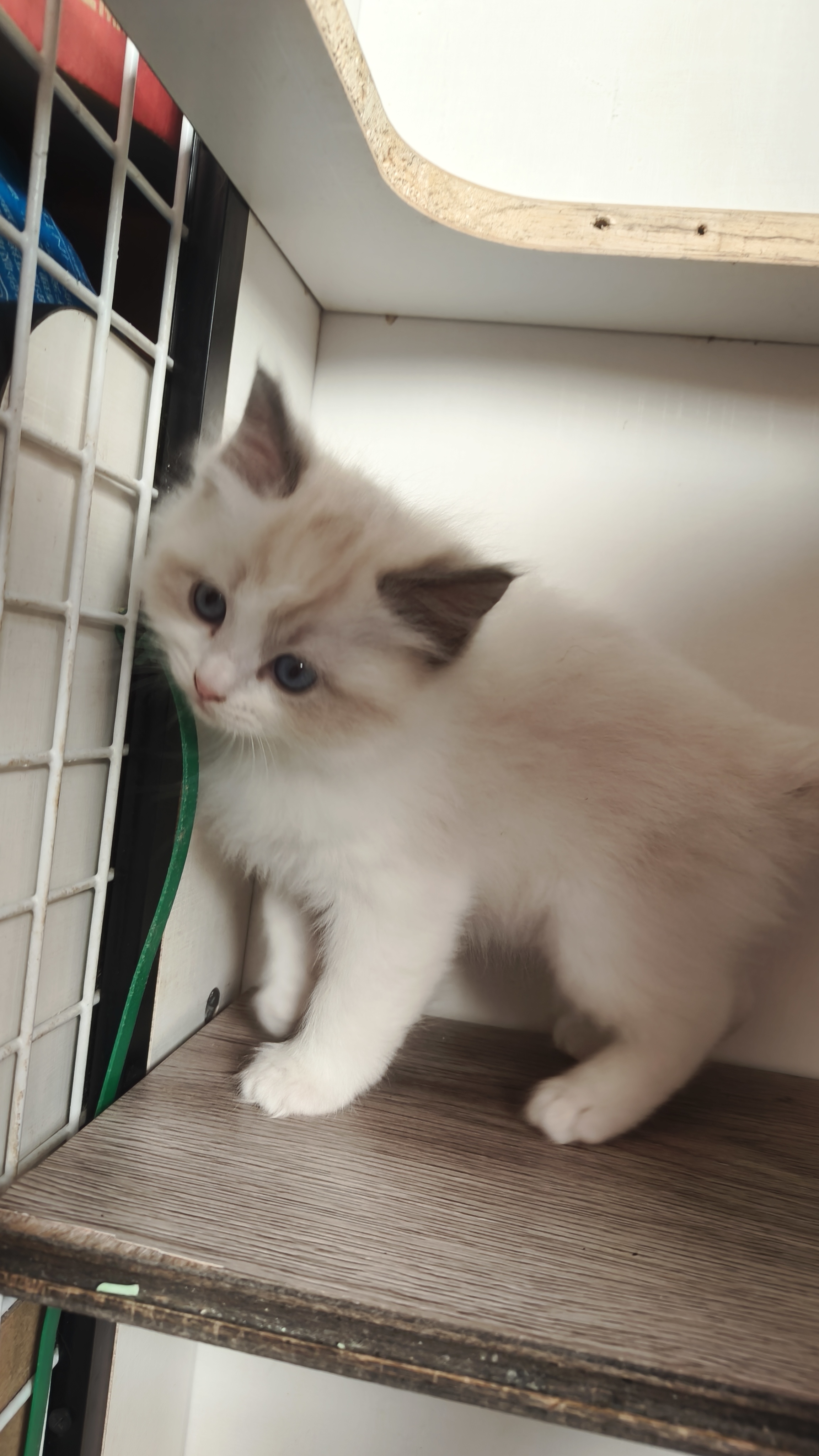 布偶弟弟，一个多月，已经会吃猫粮会用猫砂，喜欢的来，诚心出